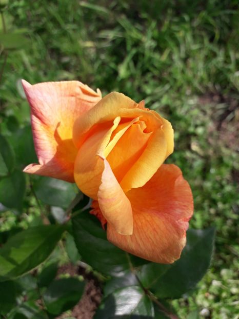  - TRANDAFIRI 2018-2019