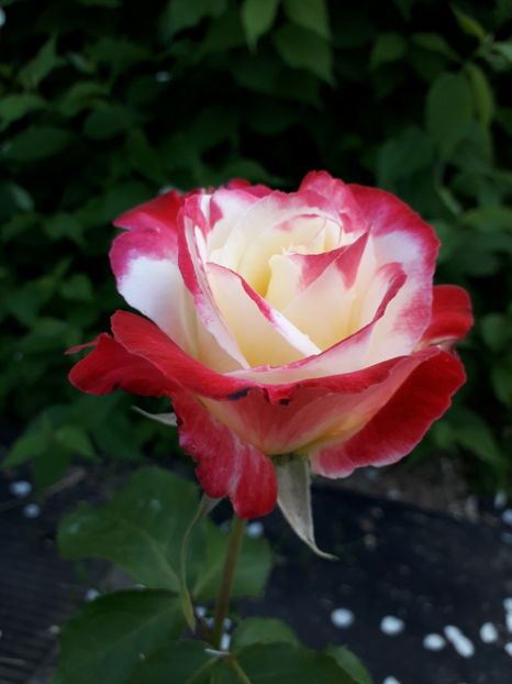  - TRANDAFIRI 2018-2019