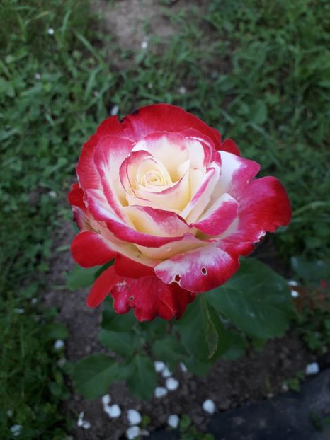  - TRANDAFIRI 2018-2019