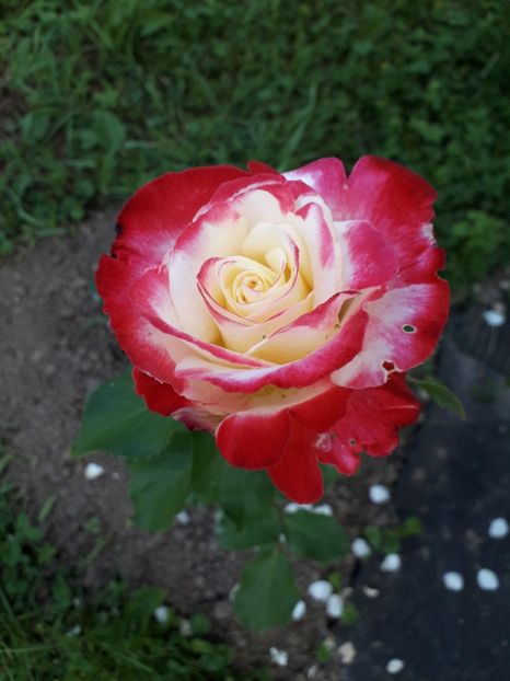  - TRANDAFIRI 2018-2019