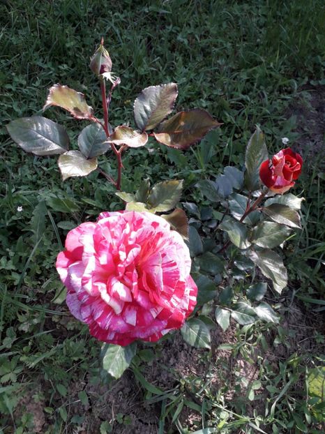  - TRANDAFIRI 2018-2019