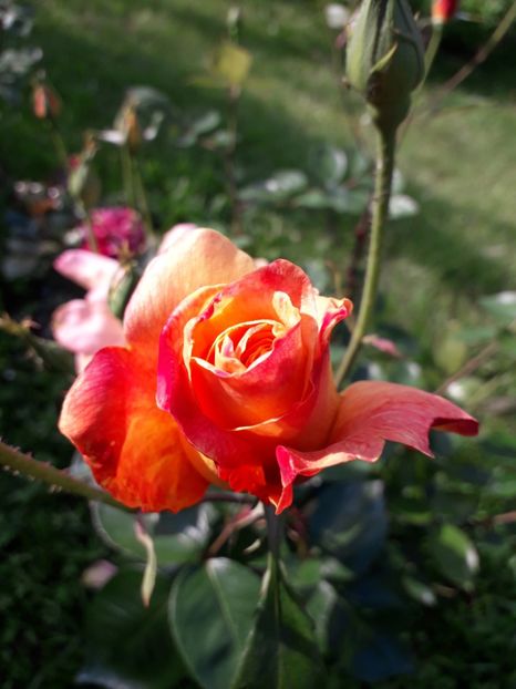  - TRANDAFIRI 2018-2019