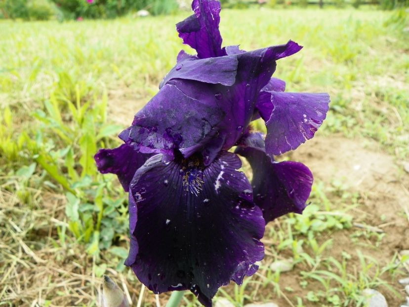 Interpol - Irisi si bujori 2019