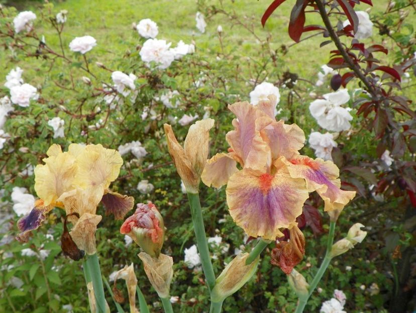 Parting Glances si Synergy - Irisi si bujori 2019