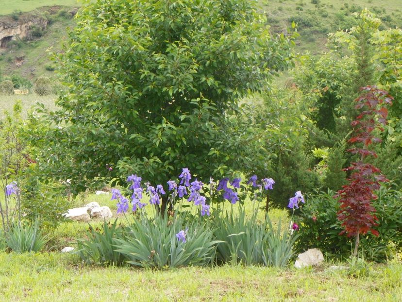 iris pallida - Irisi si bujori 2019