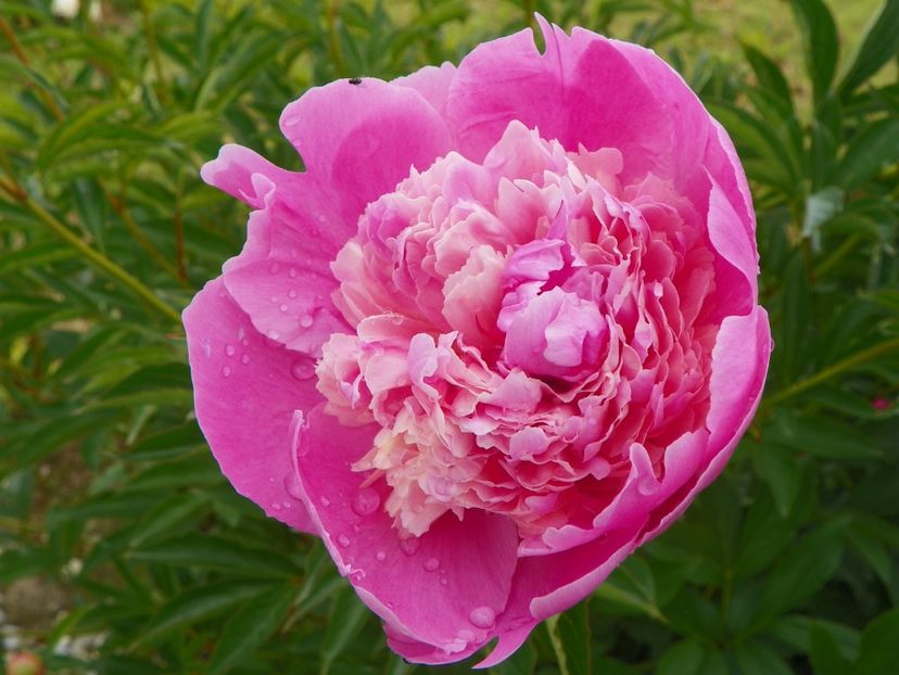 Sorbet - Irisi si bujori 2019