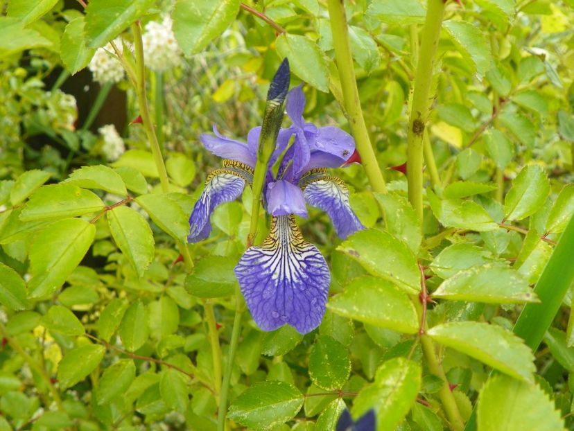 iris sibirica - Irisi si bujori 2019