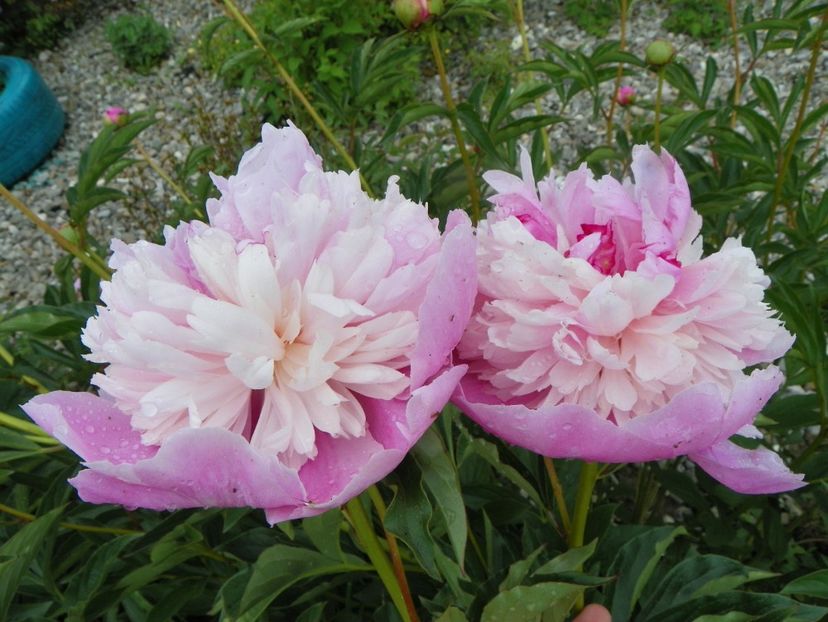 Sorbet - Irisi si bujori 2019