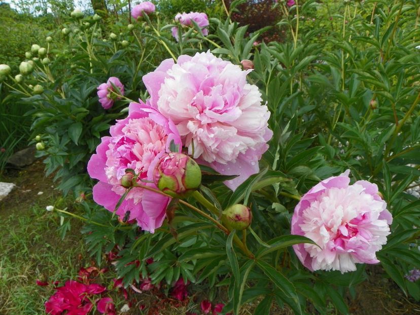 Sorbet - Irisi si bujori 2019