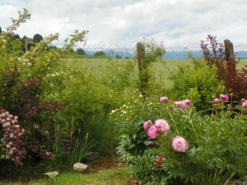 Sorbet - Irisi si bujori 2019