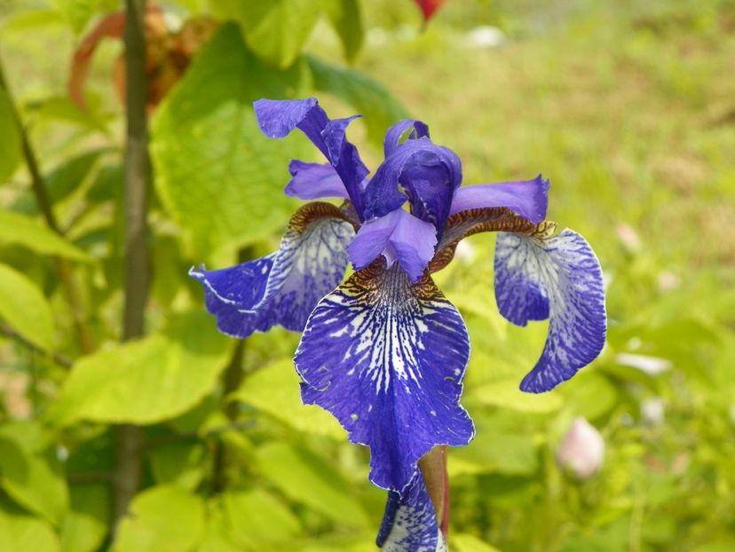 iris sibirica Shaker's Prayer - Irisi si bujori 2019