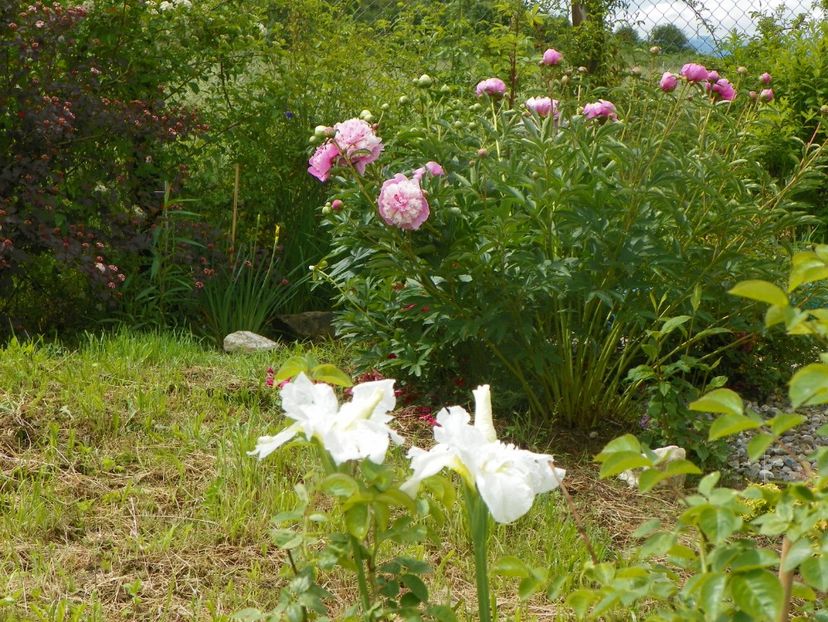iris sibirica Swan in Flight si paeonia Sorbet - Irisi si bujori 2019