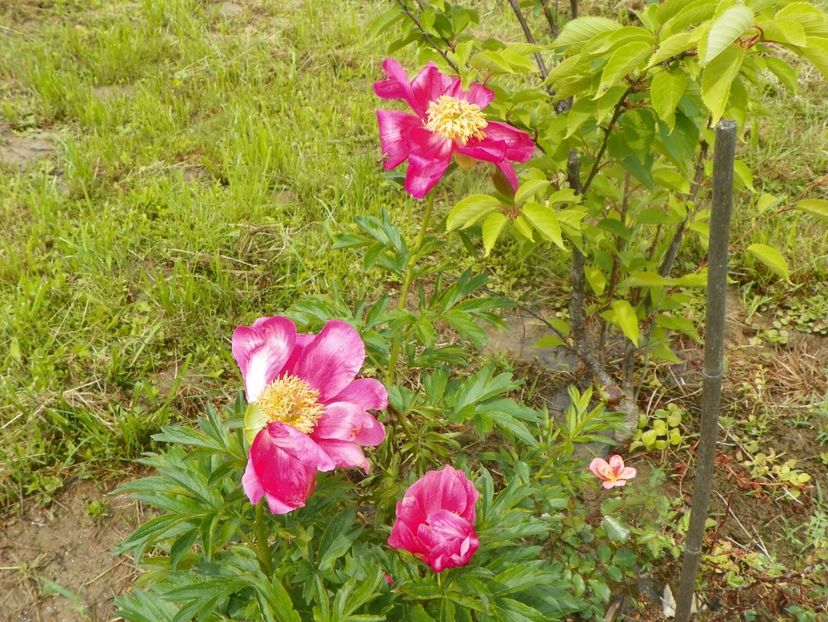 Scarlet oHara - Irisi si bujori 2019