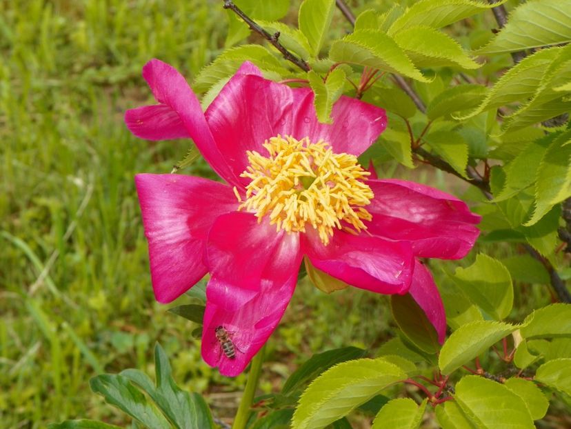 Scarlet oHara - Irisi si bujori 2019