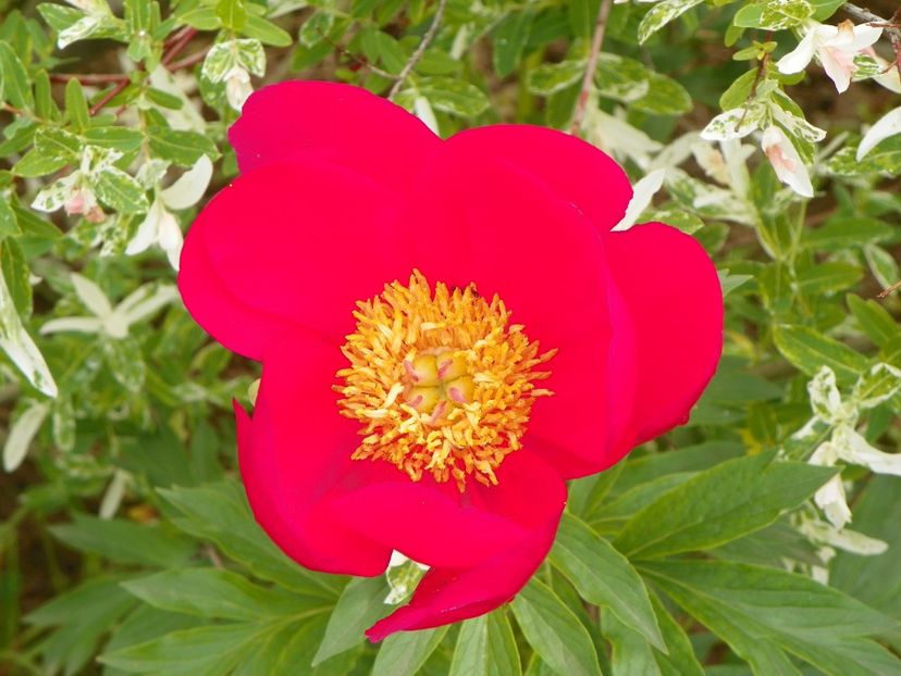 Scarlet oHara - Irisi si bujori 2019