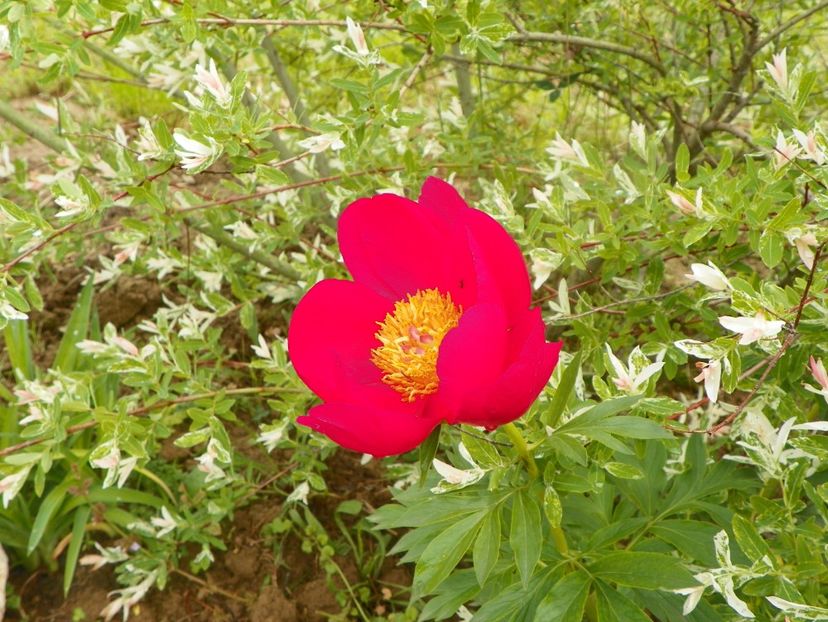 Scarlet oHara - Irisi si bujori 2019