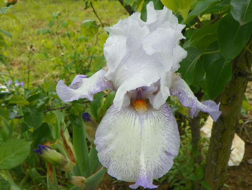 Acoma - Irisi si bujori 2019