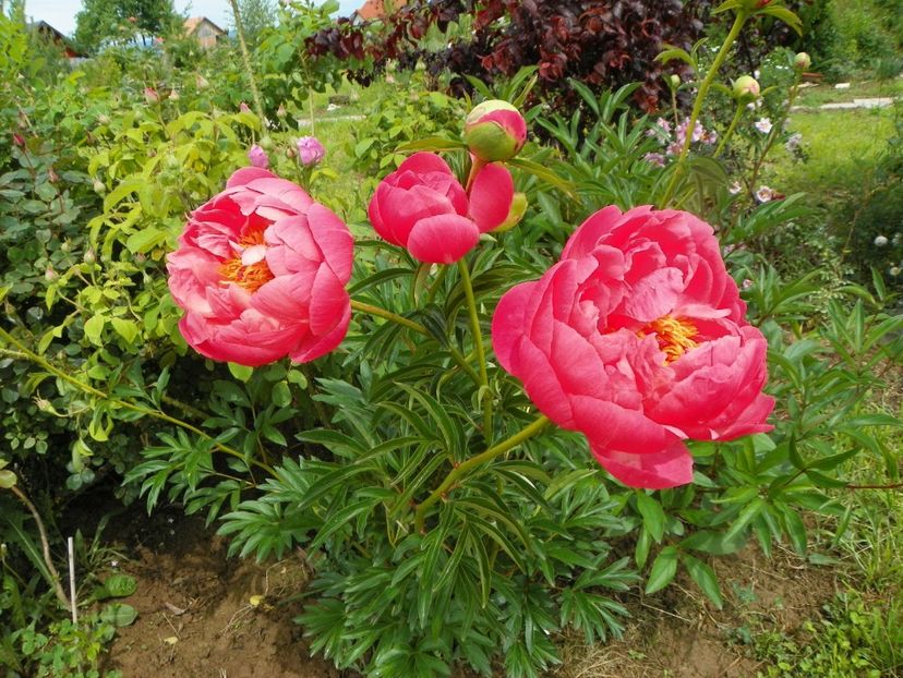 Coral Sunset - Irisi si bujori 2019