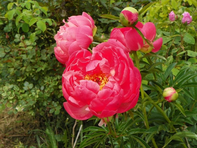 Coral Sunset - Irisi si bujori 2019