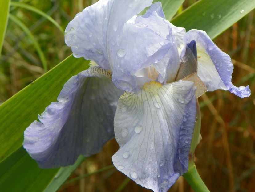 Babbling Brook - Irisi si bujori 2019
