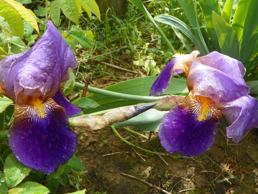 Lent a Williamson - Irisi si bujori 2019