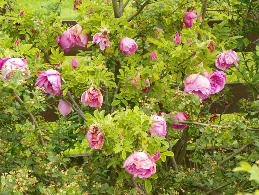 Pink Roadrunner - Trandafiri 2019 1