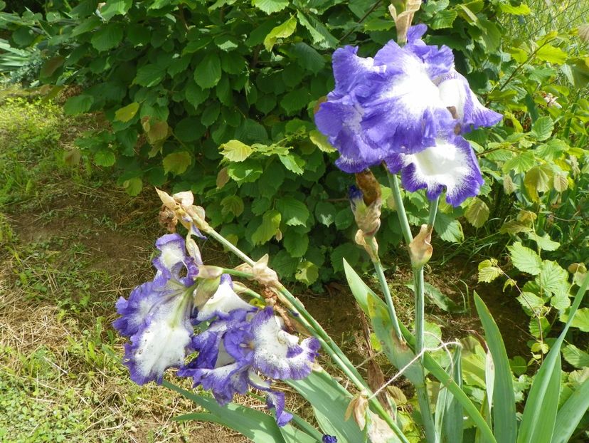 Roccoco - Irisi si bujori 2019