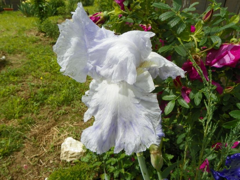 Crown Sterling - Irisi si bujori 2019