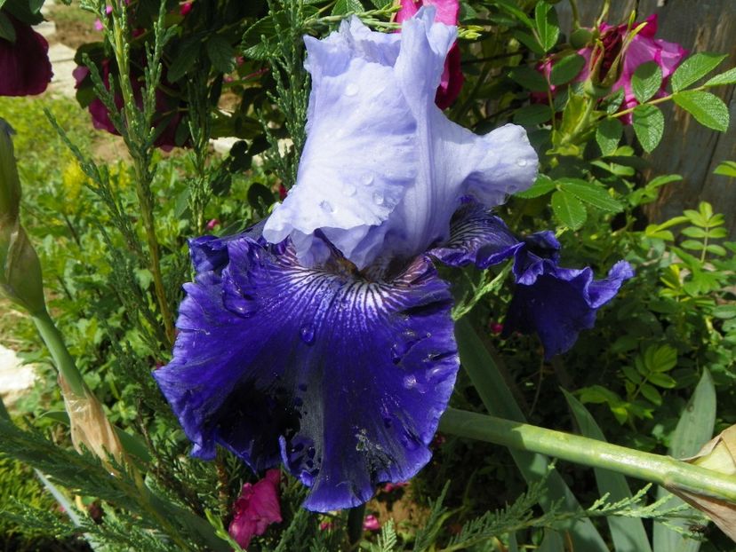 World Premiere - Irisi si bujori 2019