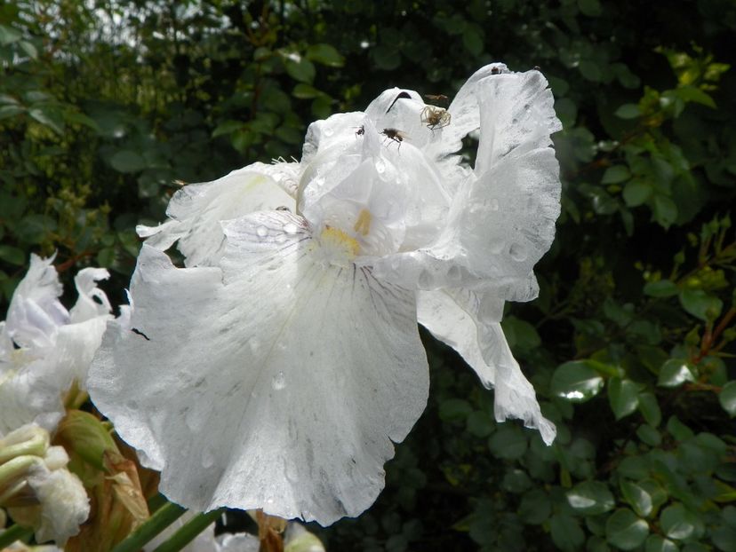 English Cottage - Irisi si bujori 2019