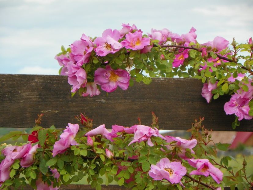 Marguerite Hilling - Trandafiri 2019 1