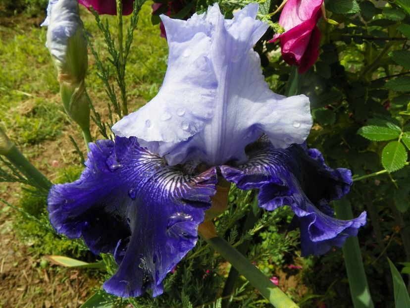 World Premiere - Irisi si bujori 2019