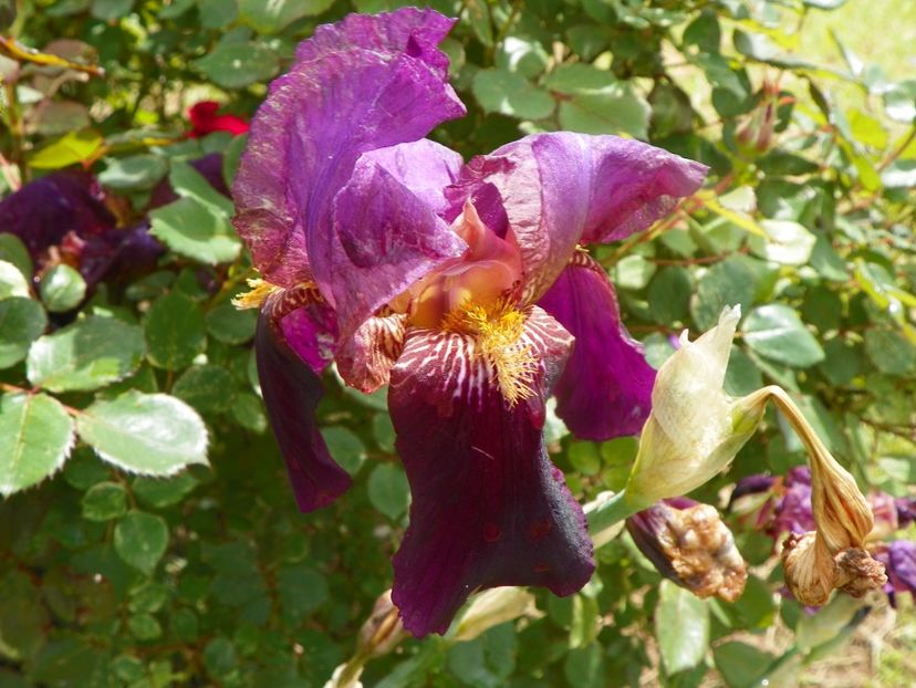 Senlac - Irisi si bujori 2019