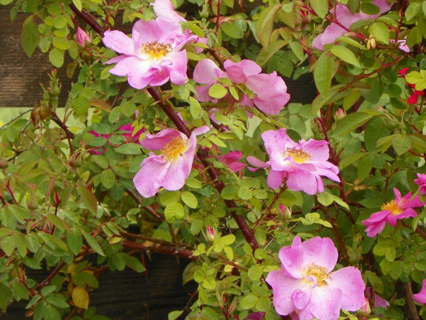 Marguerite Hilling - Trandafiri 2019 1