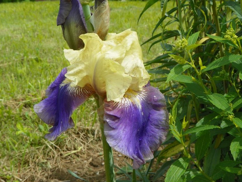 Jurassic Park - Irisi si bujori 2019