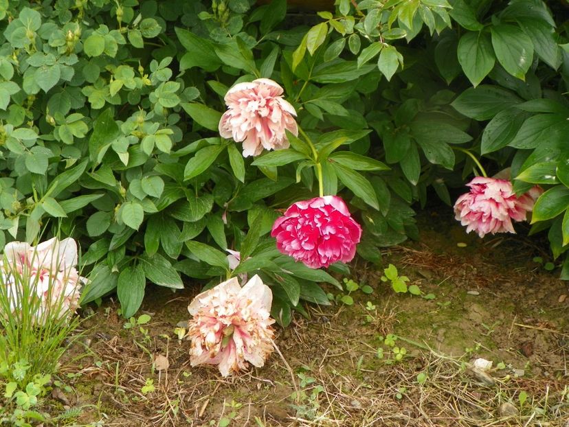 Rosea Plena - Irisi si bujori 2019