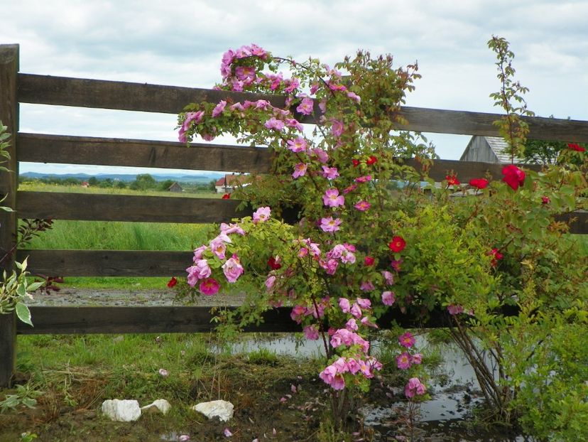 Marguerite Hilling si Scharlachglut - Trandafiri 2019 1