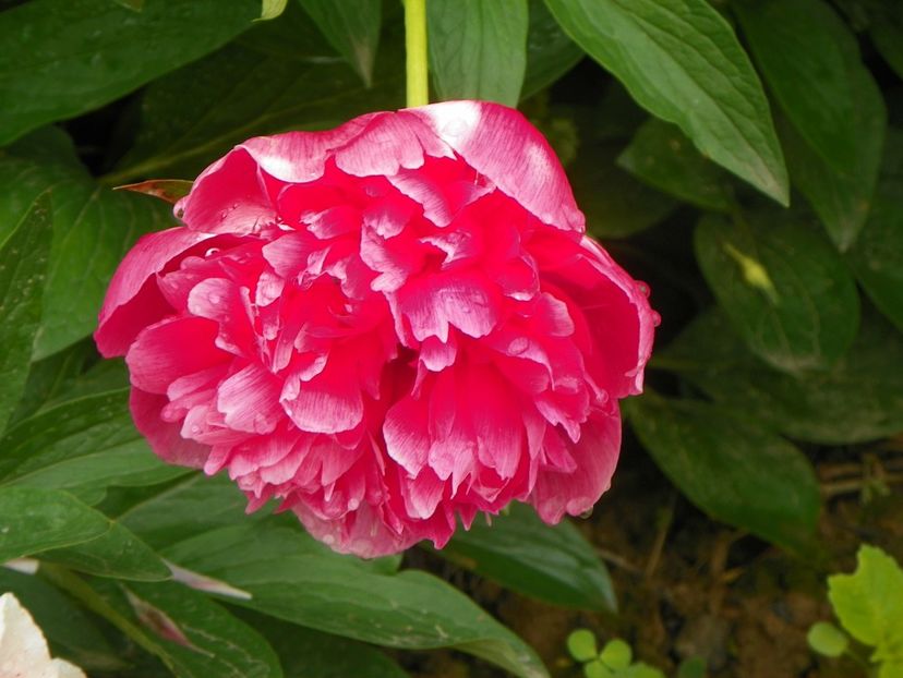 Rosea Plena - Irisi si bujori 2019