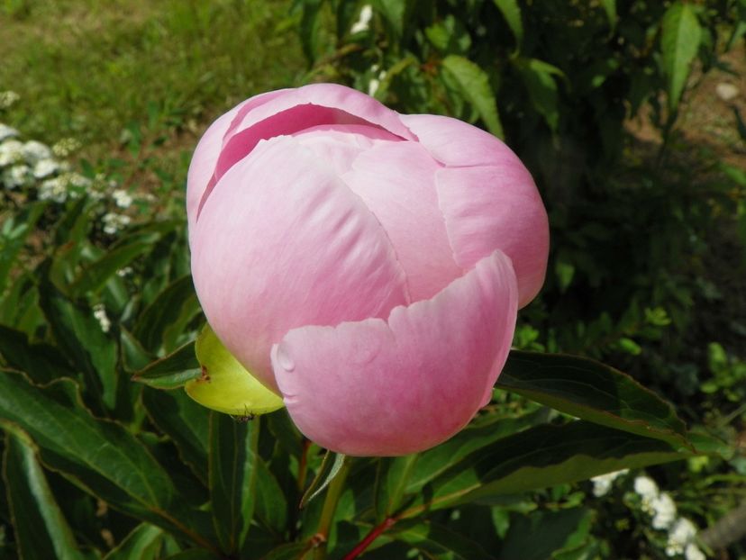 Noemi Demay - Irisi si bujori 2019