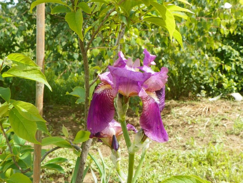 Crimson King - Irisi si bujori 2019