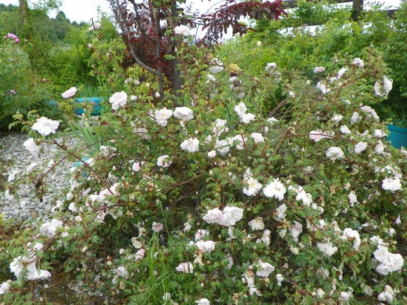 Stanwell Perpetual - Trandafiri 2019 1