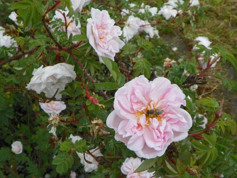 Stanwell Perpetual - Trandafiri 2019 1