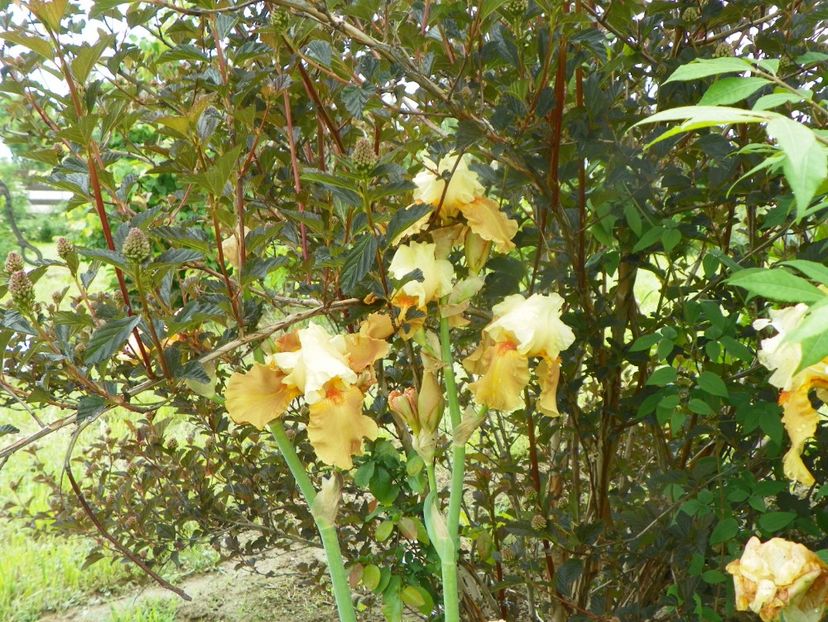 Spiced Custard - Irisi si bujori 2019