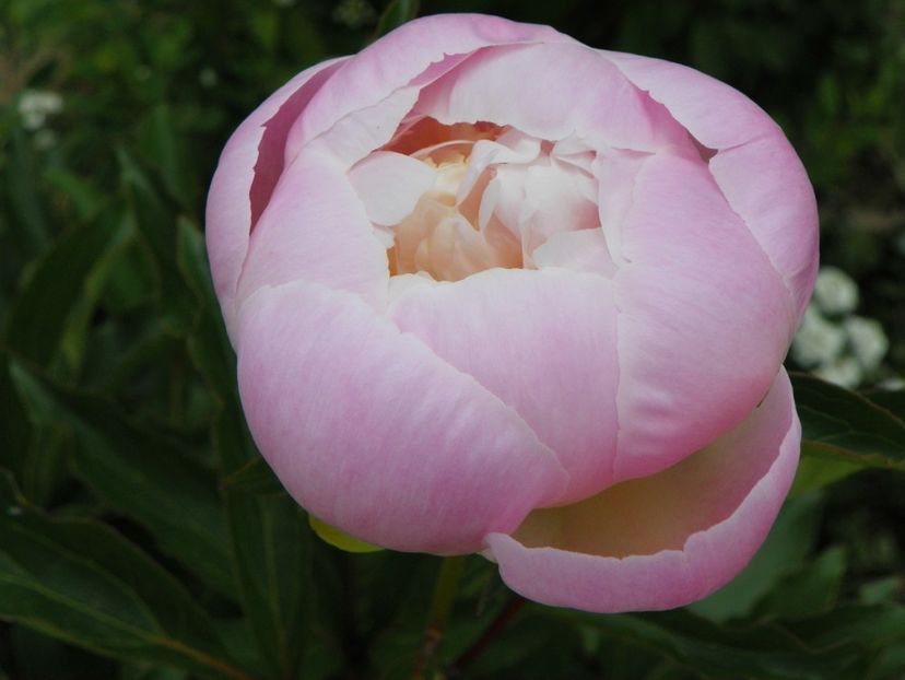 Noemi Demay - Irisi si bujori 2019