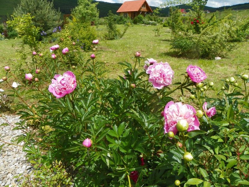 Sorbet - Irisi si bujori 2019