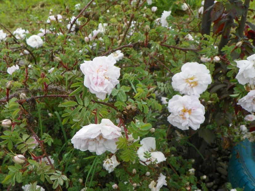 Stanwell Perpetual - Trandafiri 2019 1