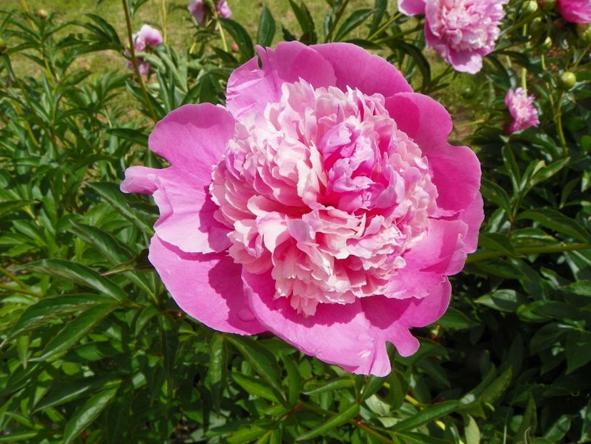 Sorbet - Irisi si bujori 2019