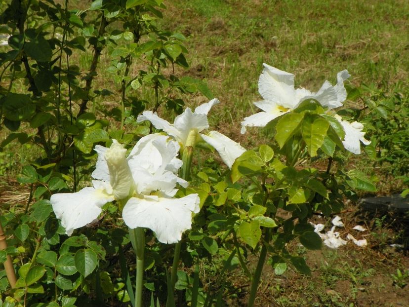 iris sibirica Swan in Flight - Irisi si bujori 2019