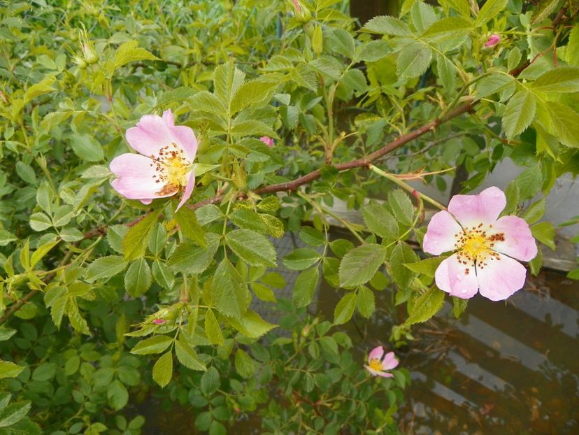 rosa canina - Trandafiri 2019 1