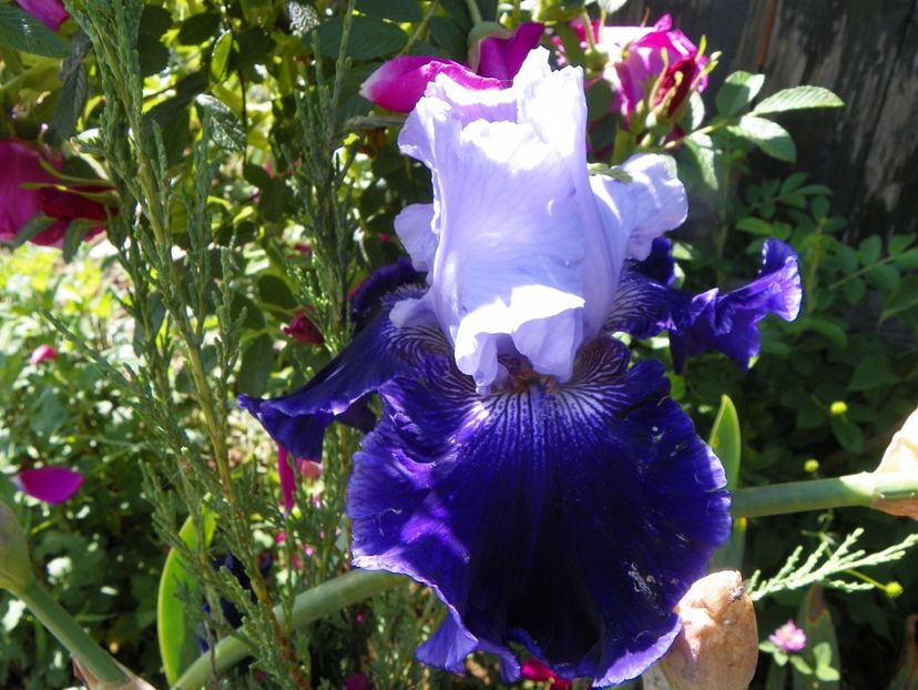 World Premiere - Irisi si bujori 2019